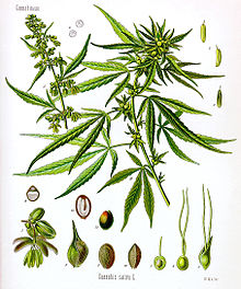 Hemp Hemp Hooray!