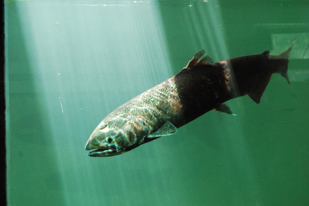 Say No To GMOs and Franken Fish